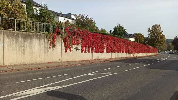 Es sieht aus wie ein über 100 m langer Fassonschnitt eines Friseurs. Es ist die berankte Stützmauer an der L 123 in Wachtberg-Oberbachem. Ein Teil des Rankteppichs wurde jedoch wurzelgleich gekappt, was die Wachtberger Parents zu Nachfragen beim Straßenbaulastträger veranlasste.Foto: privat