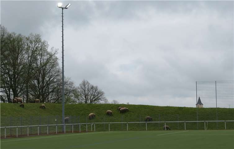 Es sind insgesamt 14 Scheinwerfer mit zusammen 9,0 KW, die jetzt für optimales Licht sorgen. Mit einer eigenen App können die Benutzer die Helligkeit der Lampen steuern. Foto: privat