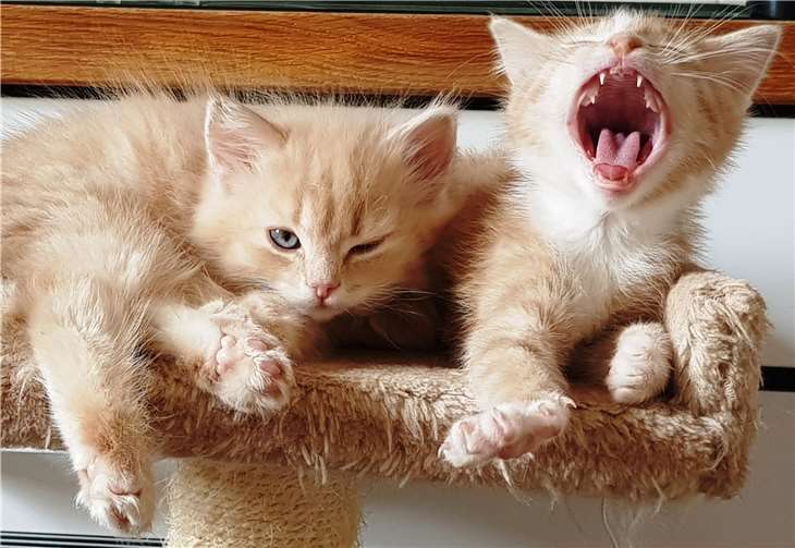 Es werden noch Pflegestellen für Katzen gesucht. Foto: Tierschutz Siebengebirge/Antje Firmenich