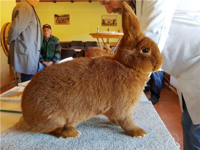 Es werden über 100 Tiere von vielen Rassen erwartet. Foto: privat