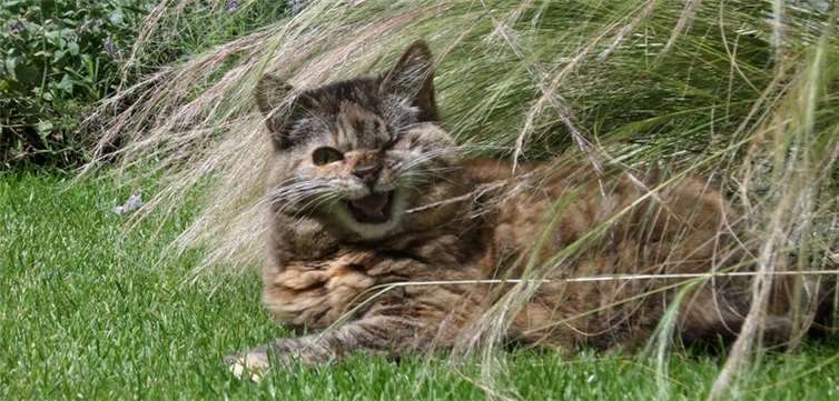 Es werden wieder Schnappschüsse für den Tierschutz-Kalender gesucht. privat