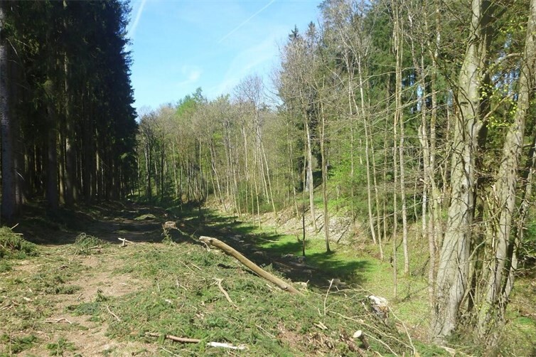 Es wurde licht und es kam Licht in die Auenlanschaft