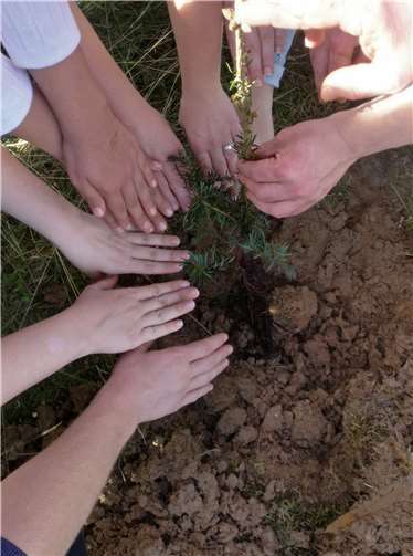 Es wurden Bäume mit Blick auf den Klimawandel gepflanzt.Foto: privat