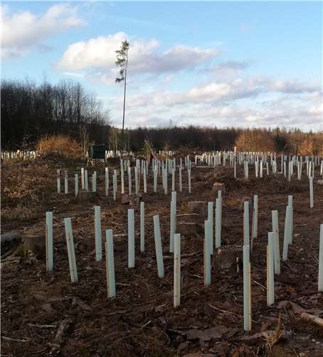 Es wurden Buchen, Eichen, Winterlinden und Vogelkirschen gepflanzt.