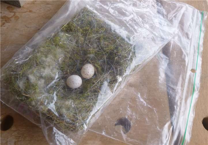 Es wurden sechs Nester und sogar zwei unbefruchtete Eier von den Vogelarten der Kleiber und Meisen gefunden. Fotos: Waldkindergarten