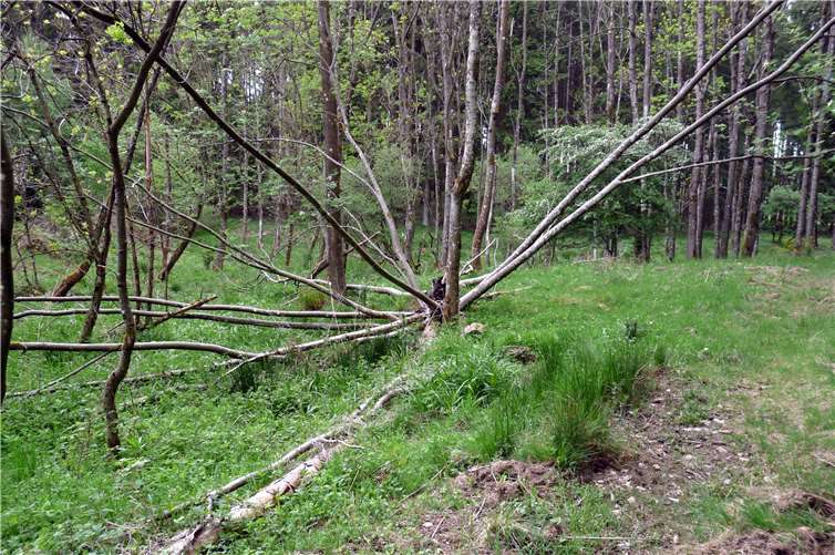 Eschen-Mikado: Baumsterben ist kein Spiel.