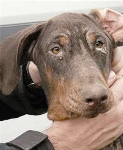 Esperanza lebt jetzt bei einer Pflegefamilie in Remagen. privat