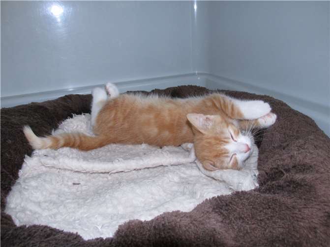 Ethan ist wie sein Bruder sehr neugierig.Fotos: Katzenhilfe Westerwald