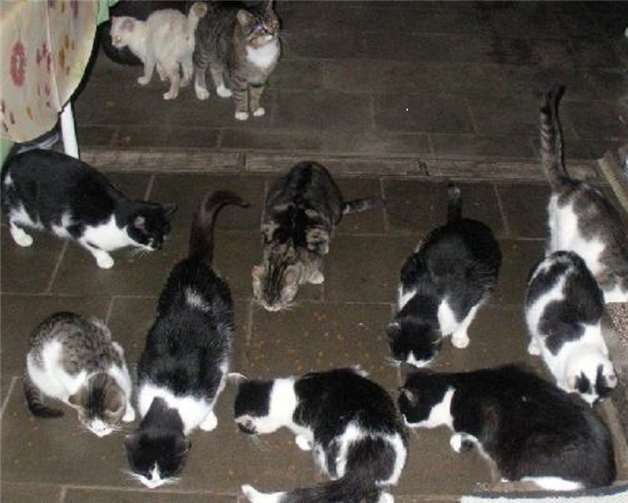 Etliche abgemagerte, kranke und hilflose Katzen hielten sich auf dem Anwesen einer älteren Dame auf. Insgesamt 49 Katzenbefreite der Verein bislang aus diesen unzumutbaren Zuständen. Foto: privat