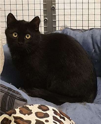 Eule sucht ein neues Zuhause. Foto: privat