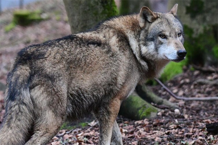 Europäischer Wolf