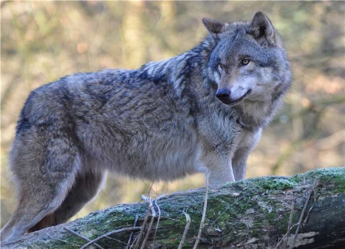Europäischer Wolf (Canis lupus). Foto: Naturschutzinitiative e.V.