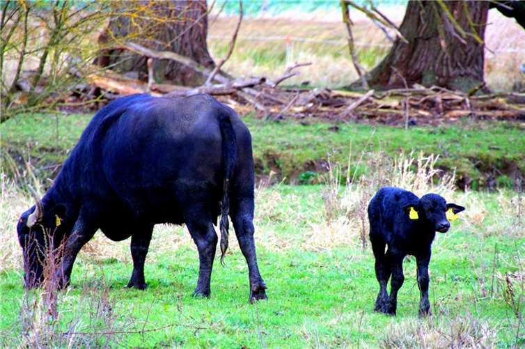 Ewald heißt der kleiner Wasserbüffel in den Thürer Wiesen.Gesehen von Dietmar Groß