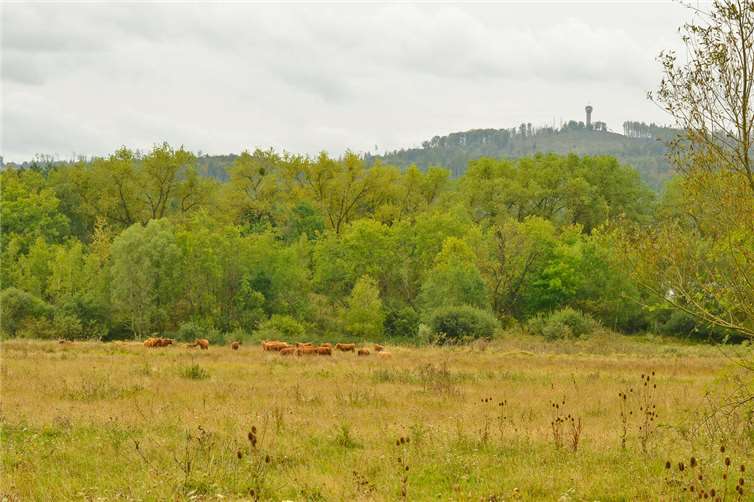 Extensiv-Rinderweide auf der „Concordia“-Fläche mit Feldgehölzen und dem „Köppel“ im Hintergrund.  Foto: Immo Vollmer