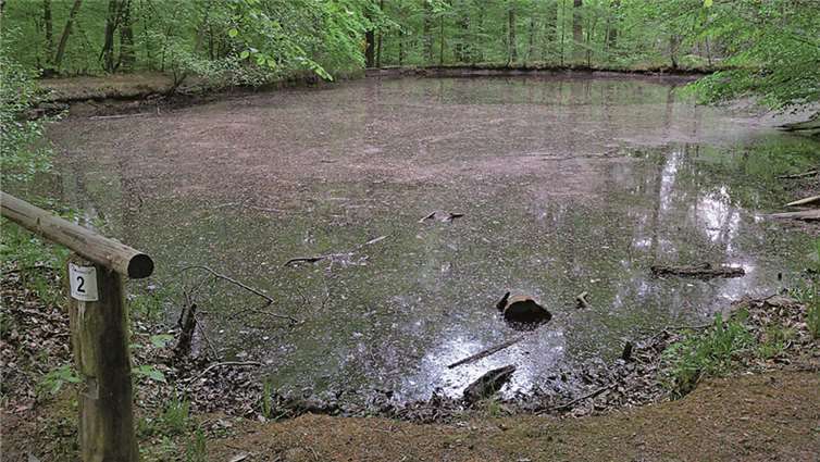 FDP Rheinbach setzt bei der Sanierung der Pilgerpfadsweiher auf Bürgerbeteiligung. Privat
