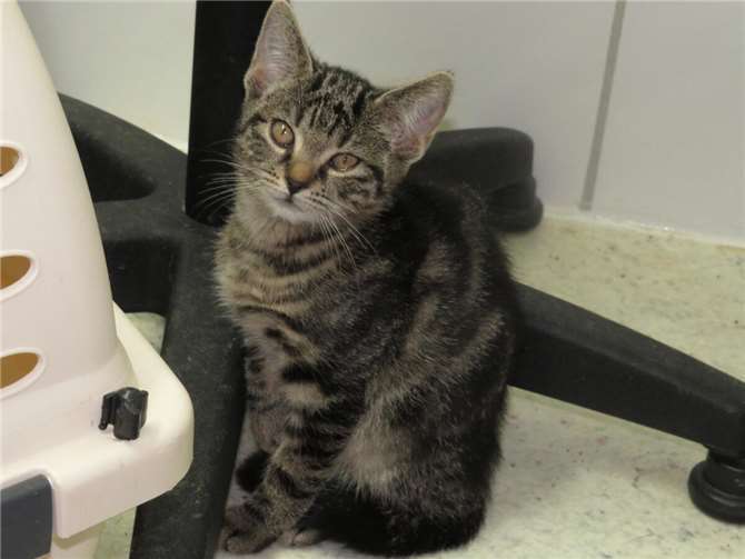 Fabienne.Foto: Katzenhilfe Westerwald e. V.