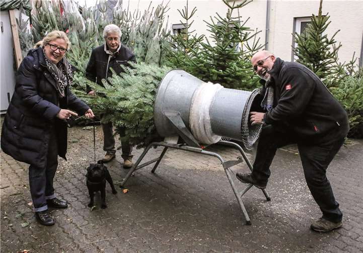 Fachgerecht verpackt ist der Transport des Weihnachtsbaumes sehr viel einfacher.EP