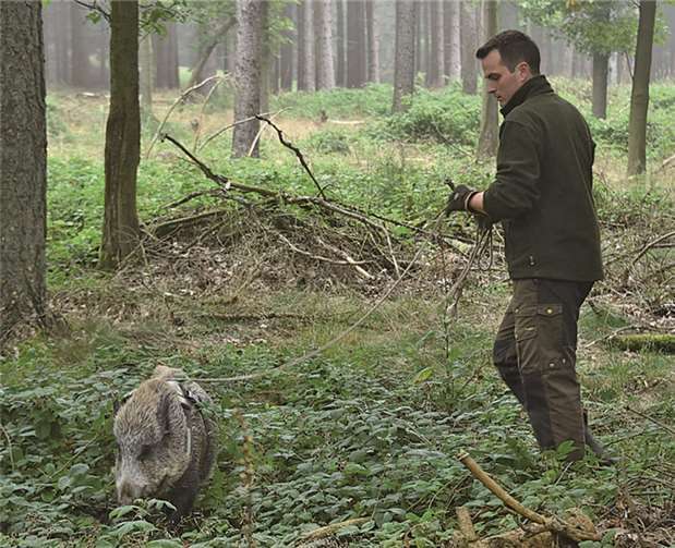 Fährtensau „Leni“ beim morgendlichen Waldspaziergang mit ihrem Führer Patrick Winter. Ingrid Lamour, Landesforsten RLP