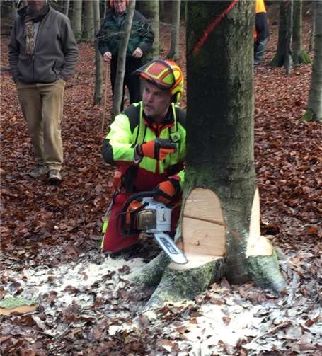 Fällkerb und Bruchleiste müssen stimmen.privat