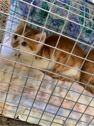 Jede Katze wird bestmöglich versorgt Fangaktion mit Lebendfalle