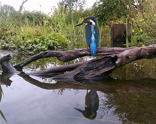 Farbenfrohe Juwele gibt es auch bei uns; hier ein Eisvogel an einem Flachwasserteich im Naturschutzgarten.Fotos: Stefan Krumme