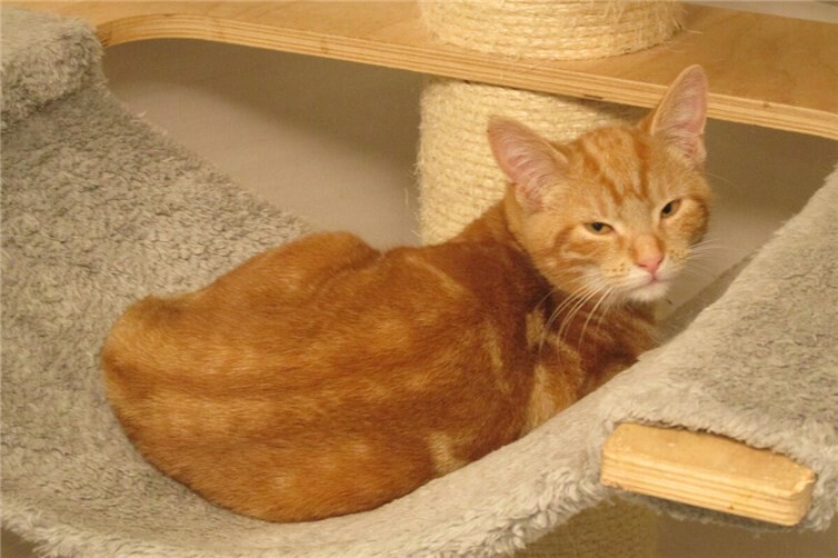 Faro wird nur mit Francesca zusammen vermittelt . Foto: Katzenhilfe Westerwald.