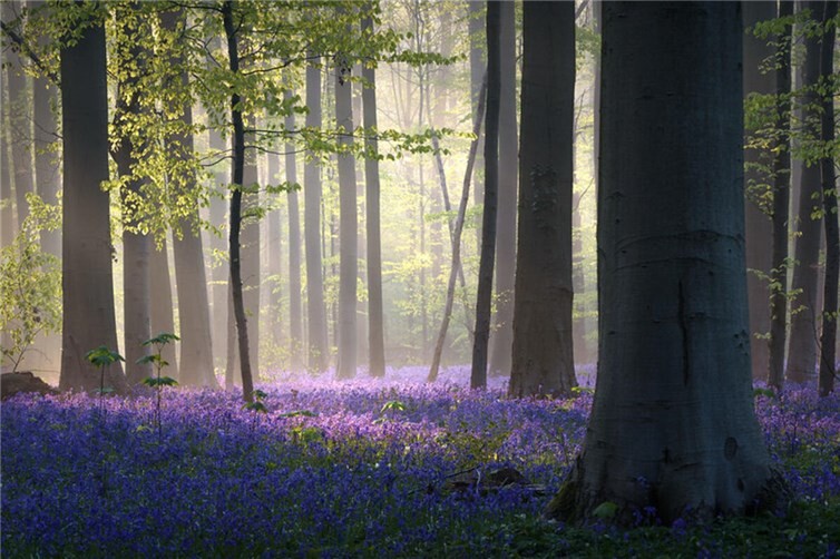 Faszinierender und artenreicher Lebensraum eines alten Buchenwaldes