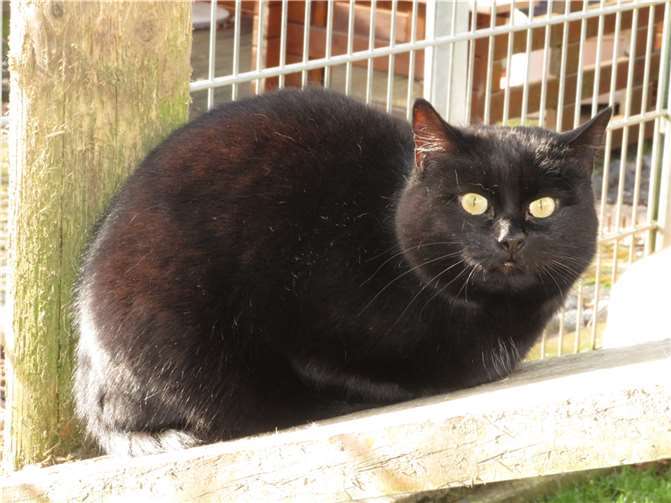 Fatima  Fotos: Katzenhilfe Westerwald e. V.