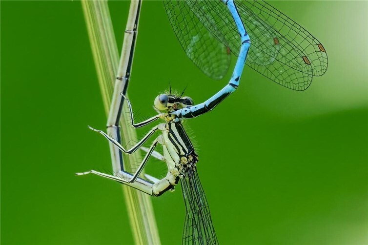 Federlibelle.