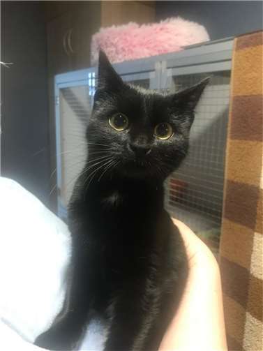 Fee sucht für-Immer-Zuhause. Foto: privat