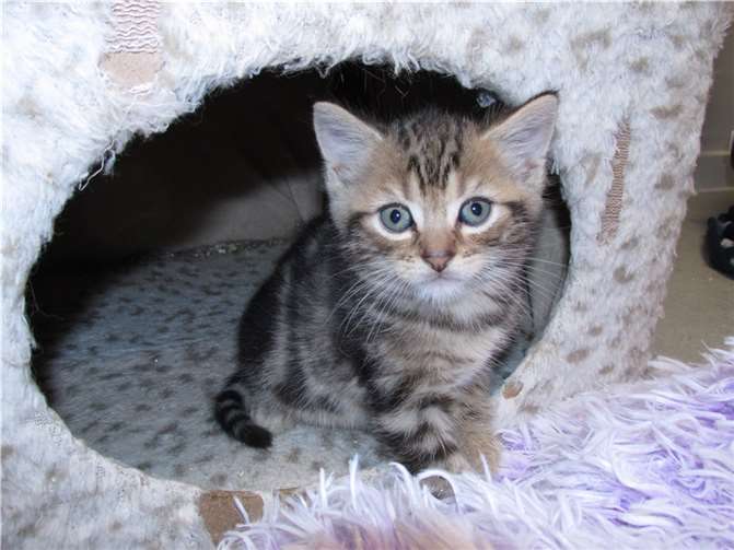 Feivel. Quellen: Katzenhilfe Westerwald e. V.