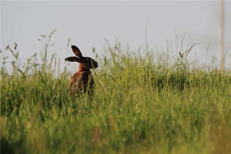 Feldhase.Foto: SB