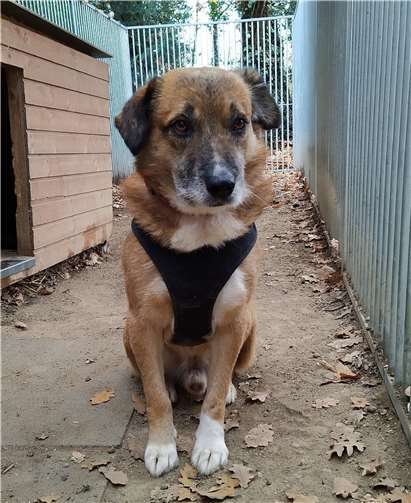 Felias. Quelle: Tierheim u. TierschutzvereinKreis Ahrweiler e.V.