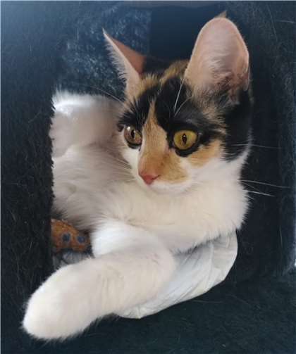 Feline. Foto: Tierheim u. Tierschutzverein Kreis Ahrweiler e.V.