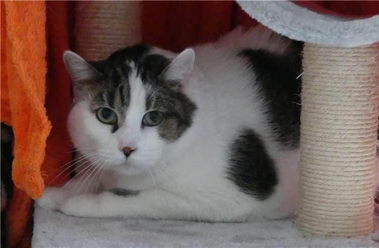 Felix ist eine Europäische Kurzhaar Katze. 2012 geboren und bereits kastriert.