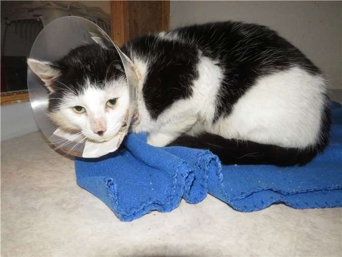 Festus. Fotos: privat