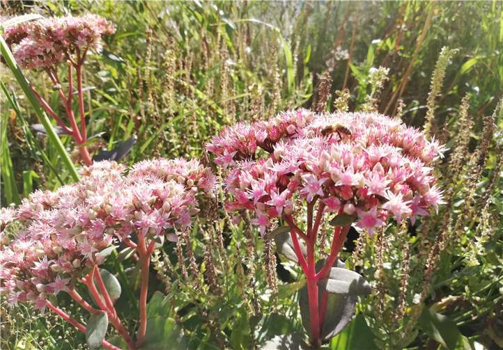 Fetthennenarten bieten Insekten Nektar und Pollen und erfreuen den Gartenbesitzer je nach Sorte mit ihren weißen, rosa oder roten Blütenständen. Die pflegeleichte Staude gedeiht sehr gut gerade bei trockenen Bodenverhältnissen sowohl im Garten als auch in Kübeln oder Kästen. Die Staude kann sehr gut mit Gräsern und anderen Stauden wie Herbstastern, Salbei, Schleierkraut oder Sonnenhutarten kombiniert werden.Foto: privat
