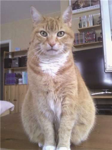 Fiete ist ein stattlicher Kater. privat