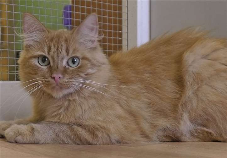 Fietje gehört zu den Tieren, die die Neuwieder Katzenhilfe aus Bad Hönningen übernommen hat. Der bildschöne Kater ist zwar noch ein wenig vorsichtig, lässt sich aber im Gegensatz zu seiner Freundin Claire schon sehr gerne streicheln. Beide warten mit vielen anderen Schmusetigern im Katzenschutzheim in der Rheinstraße auf ein neues Zuhause. Privat