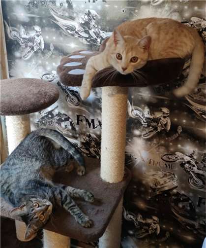 Findus und Shiva. Foto: privat