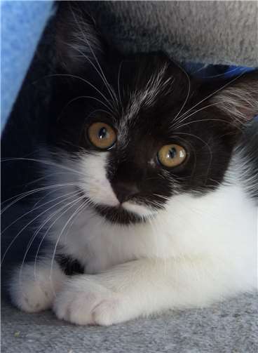 Fine, geboren am 27. Juli 2018 ist noch nicht kastriert. Sie ist schwarz/weiß mit weißen Stichelhaaren.Privat