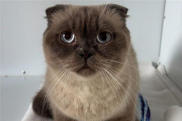 Finn