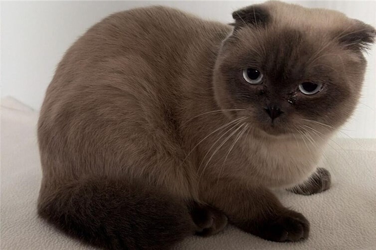 Finn