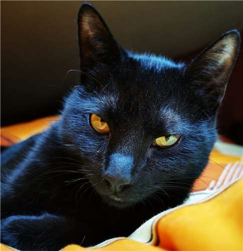 Finnley. Foto: privat