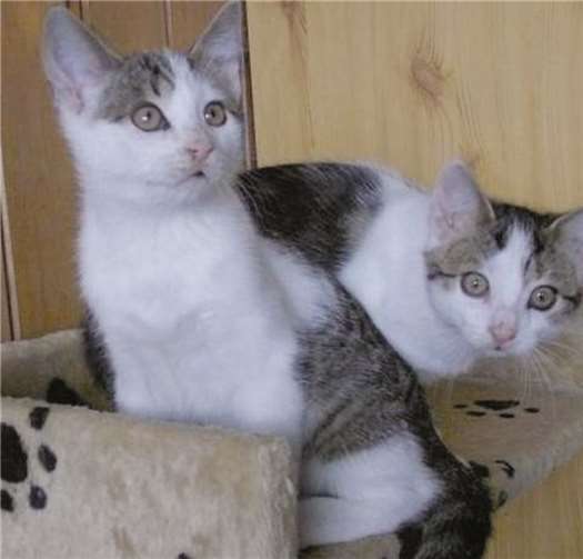 Fips und Finn sind sehr verspielt.privat