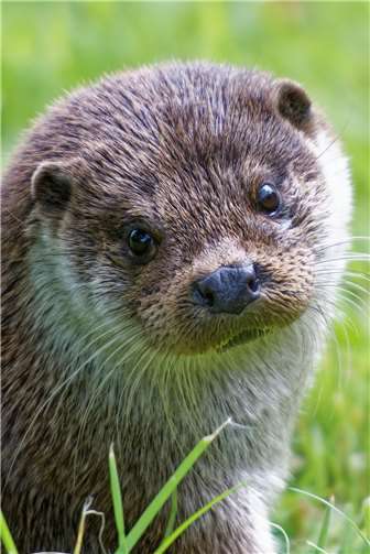 Fischotter bei einem Landgang.Foto: iStock / Michael Cooper