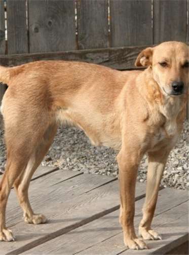 Fladdy eignet sich vor allem für Familien mit schon älteren Kindern.