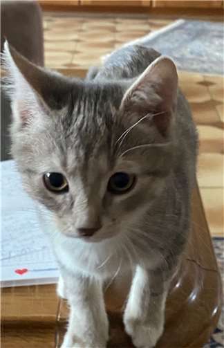 Flaschenkind beim Katzenschutzverein Bad Neuenahr-Ahrweiler. Fotos: privat