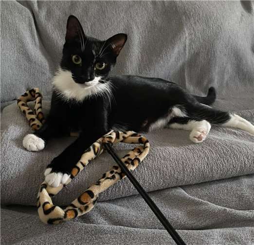 Flecki. Quellen: Katzenschutzfreunde Rhein-Ahr-Eifel e.V.