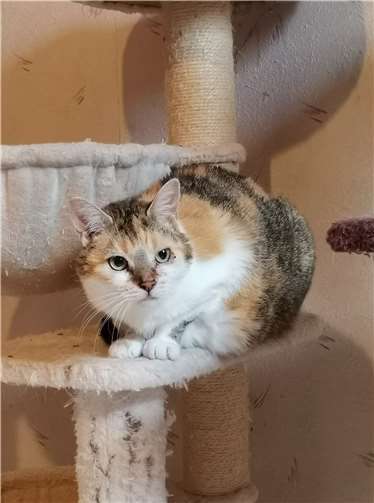 Flecki werden nur zusammen vermittelt. Fotos: privat